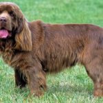 Sussex Spaniel