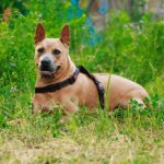 Тайский риджбек