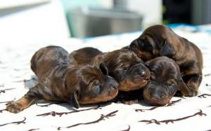Такса - новорожденные щенки