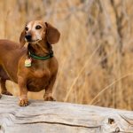 Таксы - самая подверженная акантозу порода