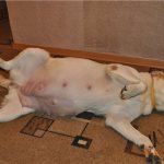 течка у собак лабрадоров