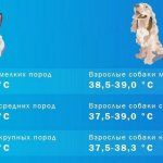 Температурная норма у собак