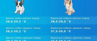 Температурная норма у собак