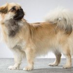 Тибетский спаниель стандарт