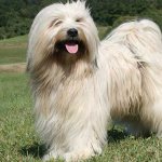 Тибетский терьер светлый окрас фото