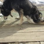 Типичная для дископатии поза собаки