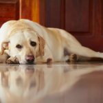 типология рвоты с кровью у собак