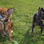 Тои перед вязкой