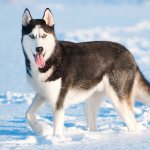 Топ 10 Самых активных пород собак