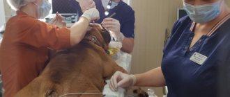 Травмы у собак: признаки. симптомы, лечение, восстановление