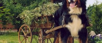 Три цвета счастья: бернский зенненхунд