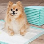 туалет для собаки