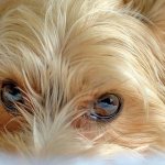 у йорка слезятся глаза