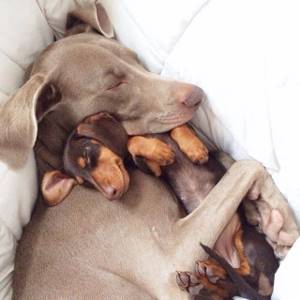 У мелких пород собак фазы сна сменяют друг друга чаще, чем у взрослых