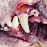 My Dog Has Black Gums: Why Do My Dog&#39;s Gums Turn Black?