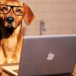 У собак различают несколько видов интеллекта