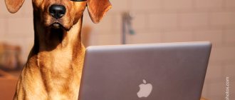 У собак различают несколько видов интеллекта