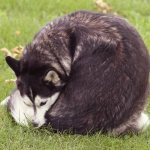 у собаки глисты