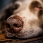У собаки гной из носа