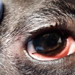 The dog has conjunctivitis