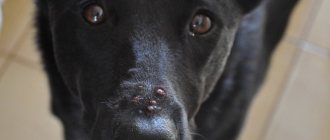 У собаки на морде прыщ: фото, причины и как избавиться