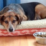 My dog ​​has lost his appetite, what should I do?