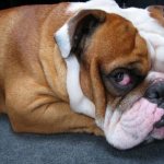 У собаки слезятся глаза