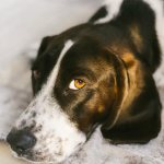 The dog&#39;s eyes are falling out