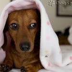 У таксы отказали лапы: что делать, необходимое лечение.