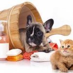 Учимся правильно выбирать шампунь для кошки и собаки