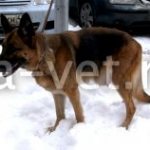 removal of a mammary tumor in a dog