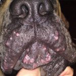 Угри на морде у собаки