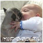 Уход во время беременности и подготовка к родам у французского бульдога, особенности родового процесса, уход за щенками.