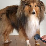 Уход за шестью колли