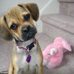 Уход за собакой породы пагль