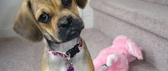 Уход за собакой породы пагль