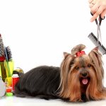 Уход за животными