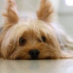 Урчит в животе у собаки