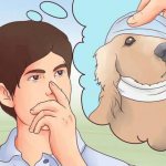 уши спаниеля