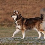 Утонаган идёт