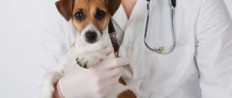 Вакцинация джек рассел терьра