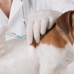 Вакцинация питомцев при заболевании печени