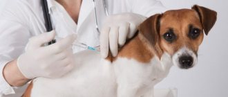 Вакцинация питомцев при заболевании печени