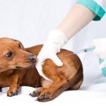 Вакдерм для собак инструкция, применение, отзывы