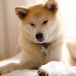 Ваш питомец акита-ину: плюсы и минусы породы, особенности характера и содержания собаки