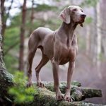 Веймаранер порода собак