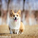 Вельш-корги-пемброк-собака-Описание-уход-и-цена-вельш-корги-пемброк-10