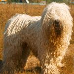 Hungarian Shepherd Komondor breed