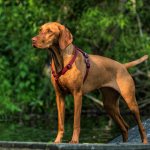 Венгерская выжла