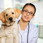 Ветеринар осматривает лабрадора